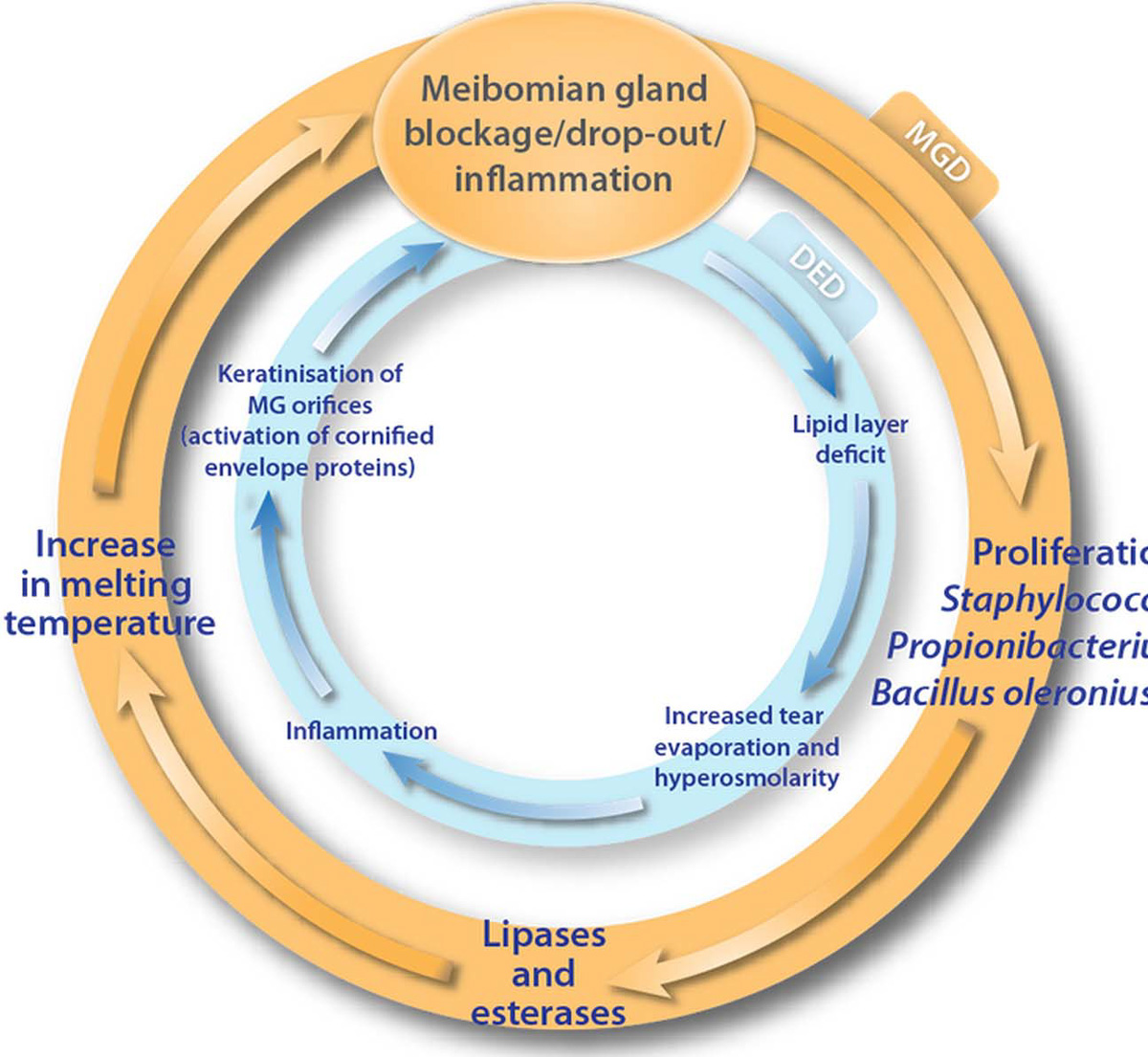 Revisiting the vicious circle of dry eye disease: a focus on the pathophysiology of meibomian gland dysfunction
