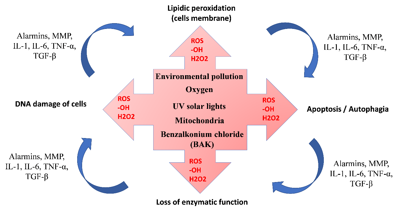 Oxidative stress imbalance in Dry Eye Disease.